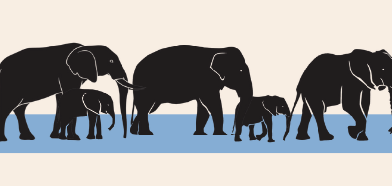 Simplified illustration of elder elephants protecting small ones as they cross a river.